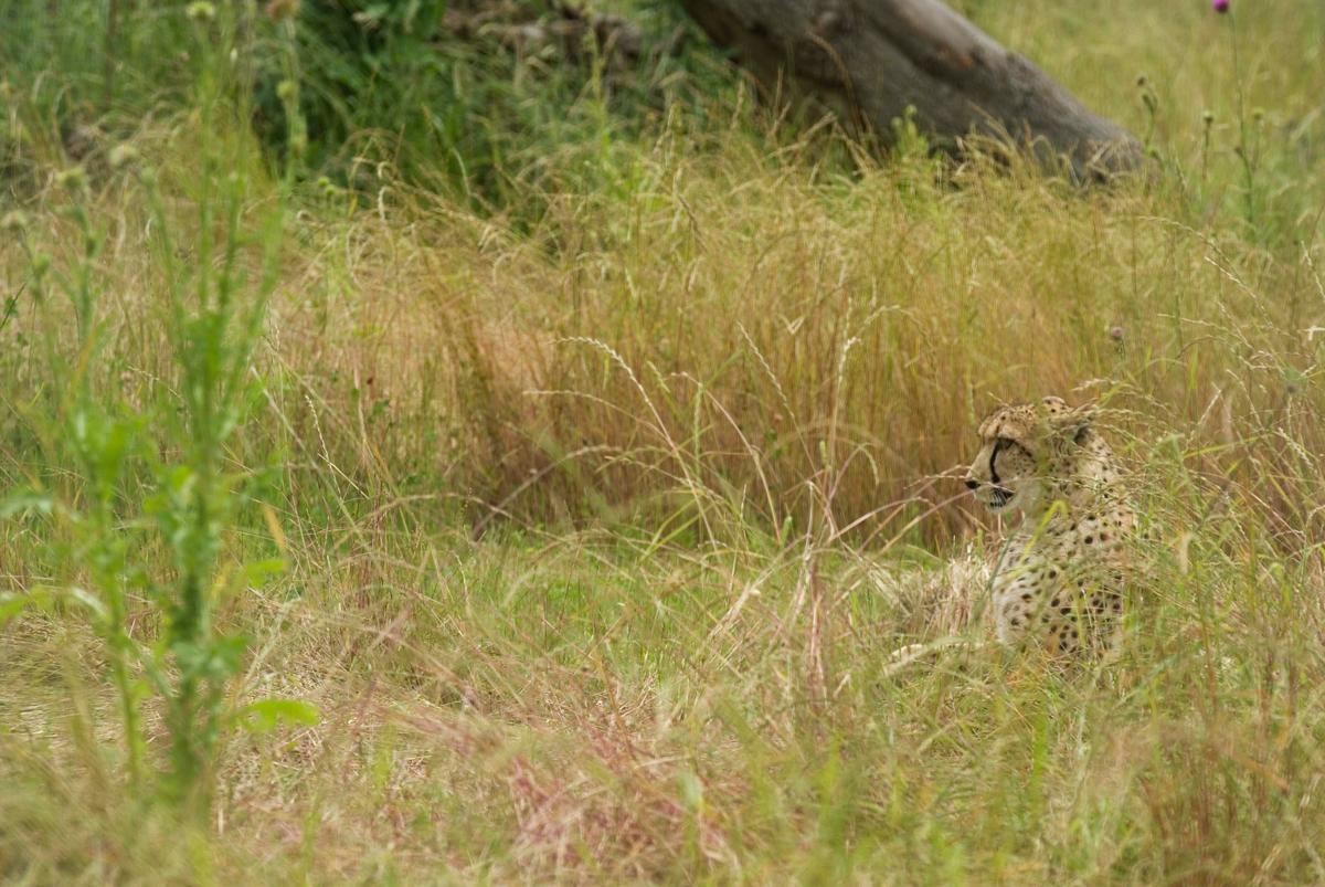 Cheetah Sperm Quality | Smithsonian's National Zoo and Conservation ...