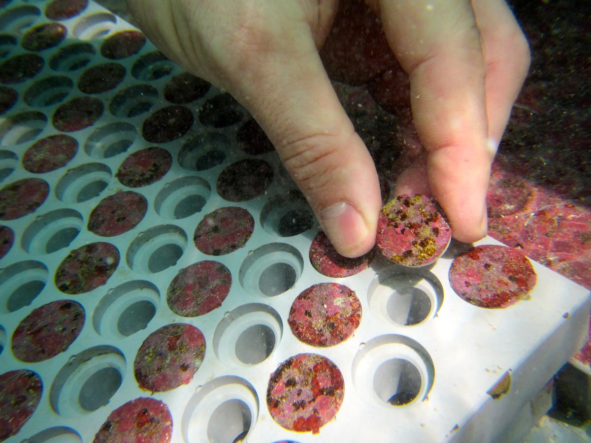 Corals' natural 'sunscreen' may help them weather climate change