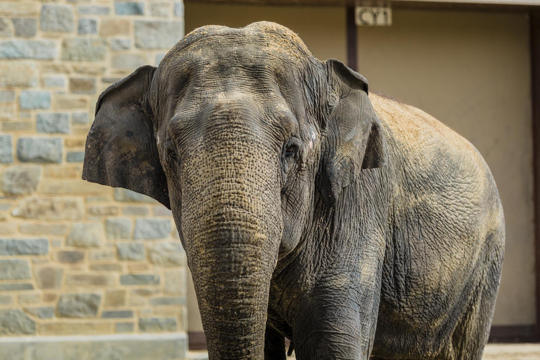 Elephant Update: Shanthi Rings in the New Year | Smithsonian's National