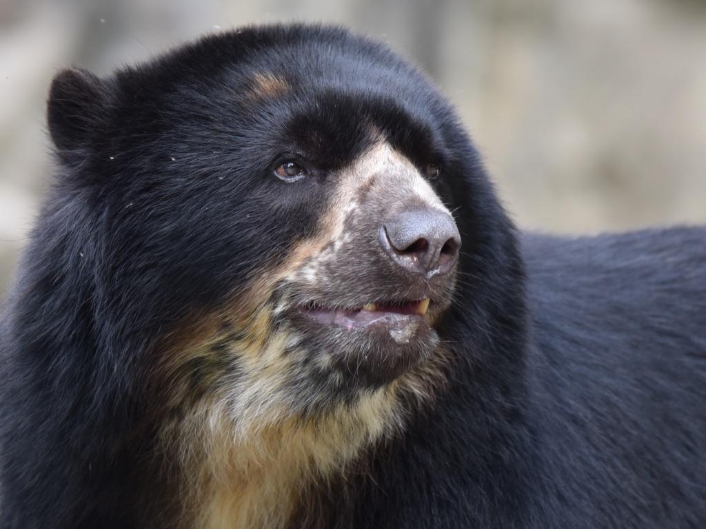 New at the Zoo: Meet Andean Bear Quito | Smithsonian's National Zoo and ...