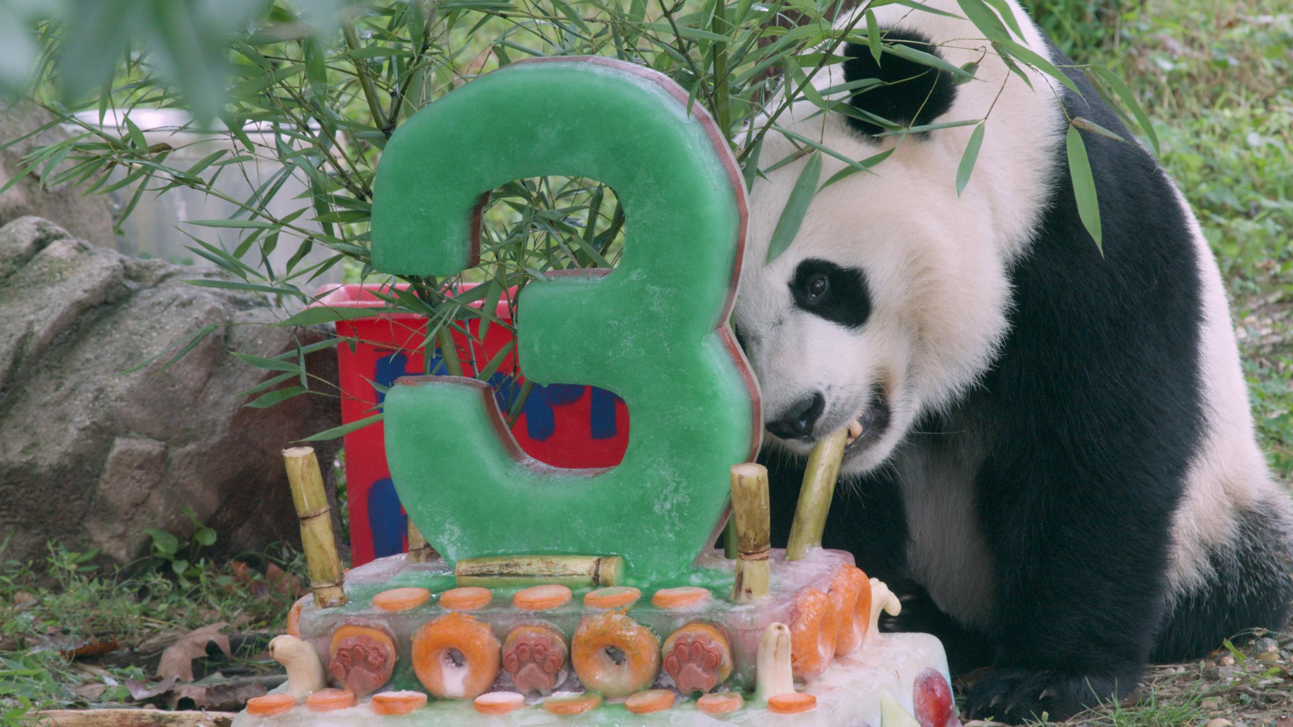 Cute Panda Happy Birthday Cake Large Topper Baby Happy - Temu