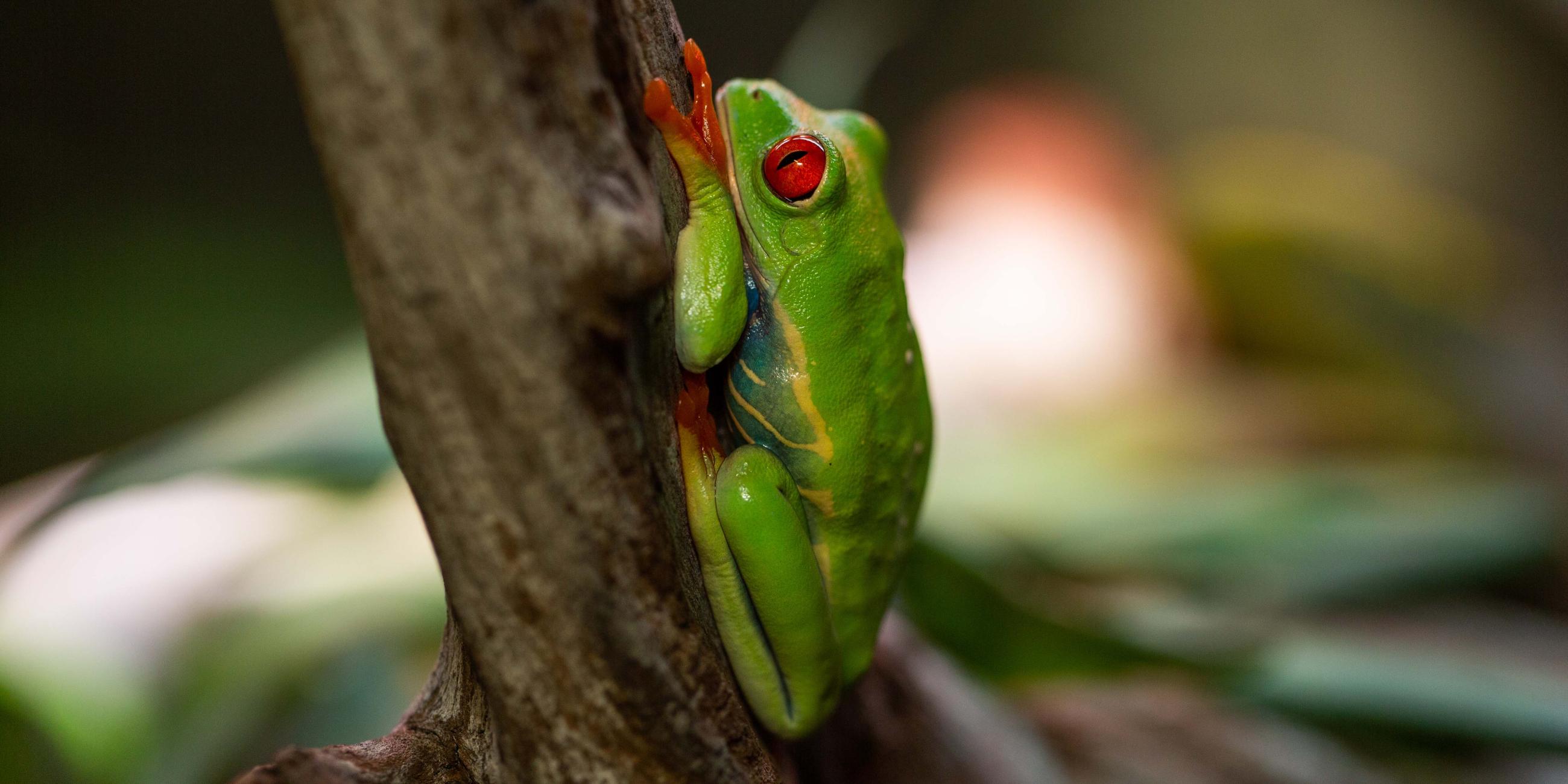 New at the Zoo: Red-Eyed Tree Frogs
