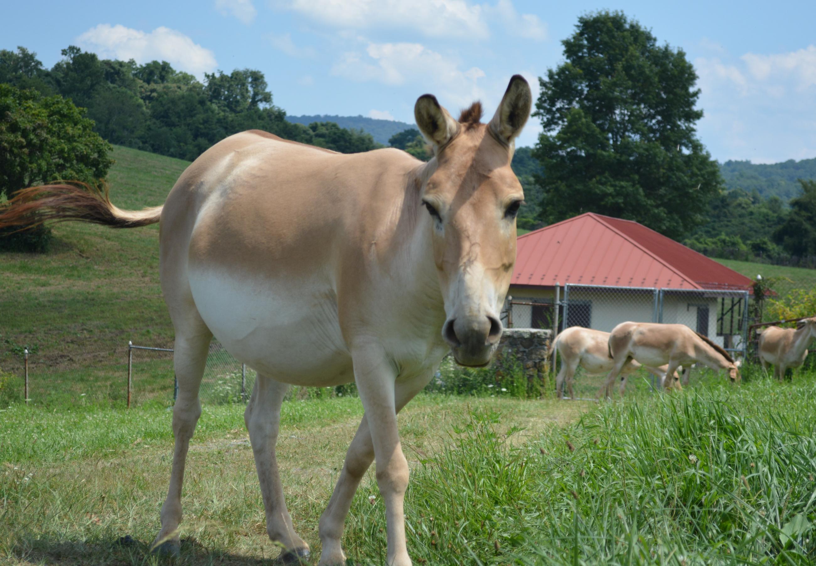 Meet the Persian Onager Mares | Smithsonian's National Zoo and ...