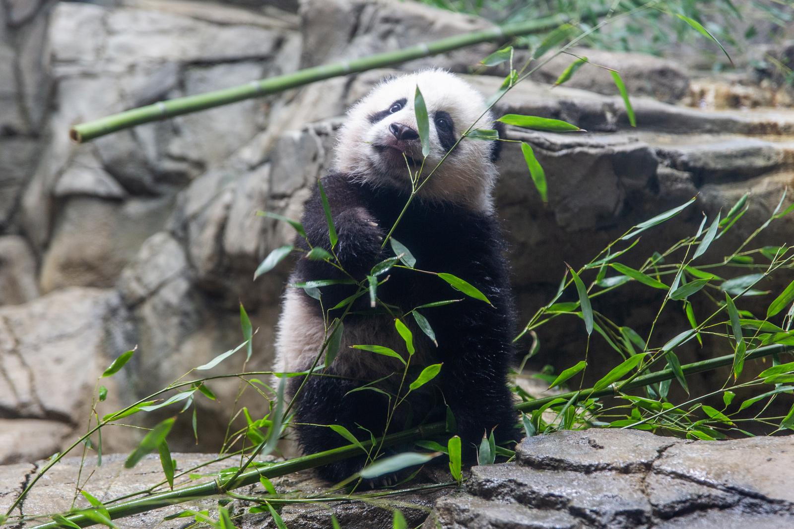 The Panda Baby, Bamboo Bears, Nature