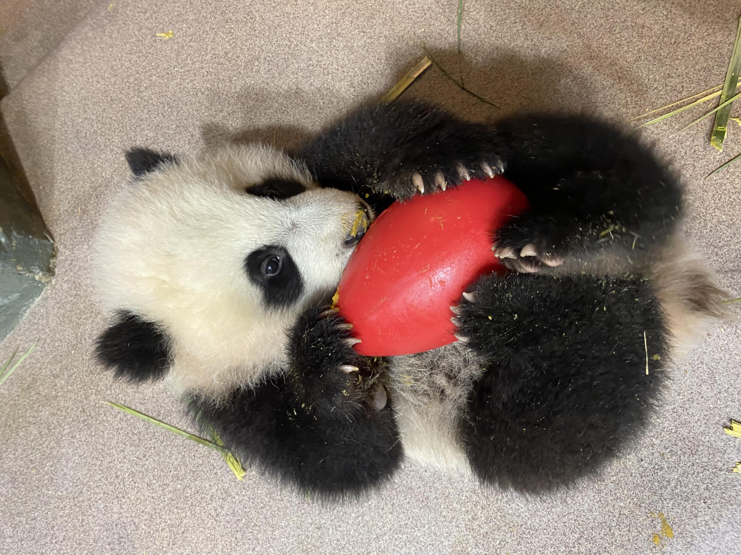 21 Cute and Unique Panda Gifts! | 21GiftIdeas.com