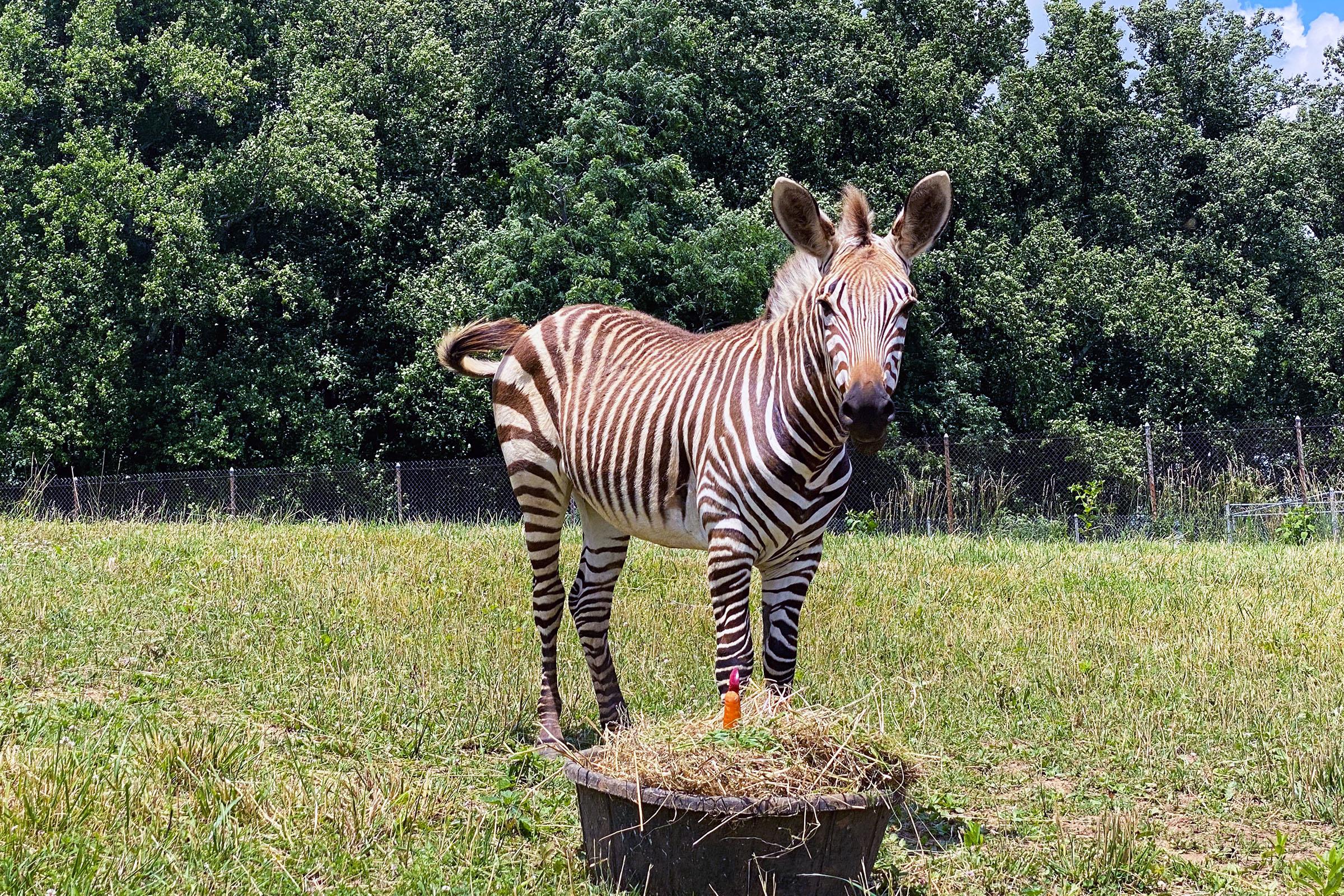 Like Father, Like Son: A Hartmann's Mountain Zebra Update  Smithsonian's  National Zoo and Conservation Biology Institute
