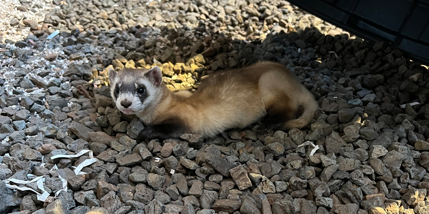 Black-footed Ferret Kit Update: Vaxxed And Ready To Roll | Smithsonian ...