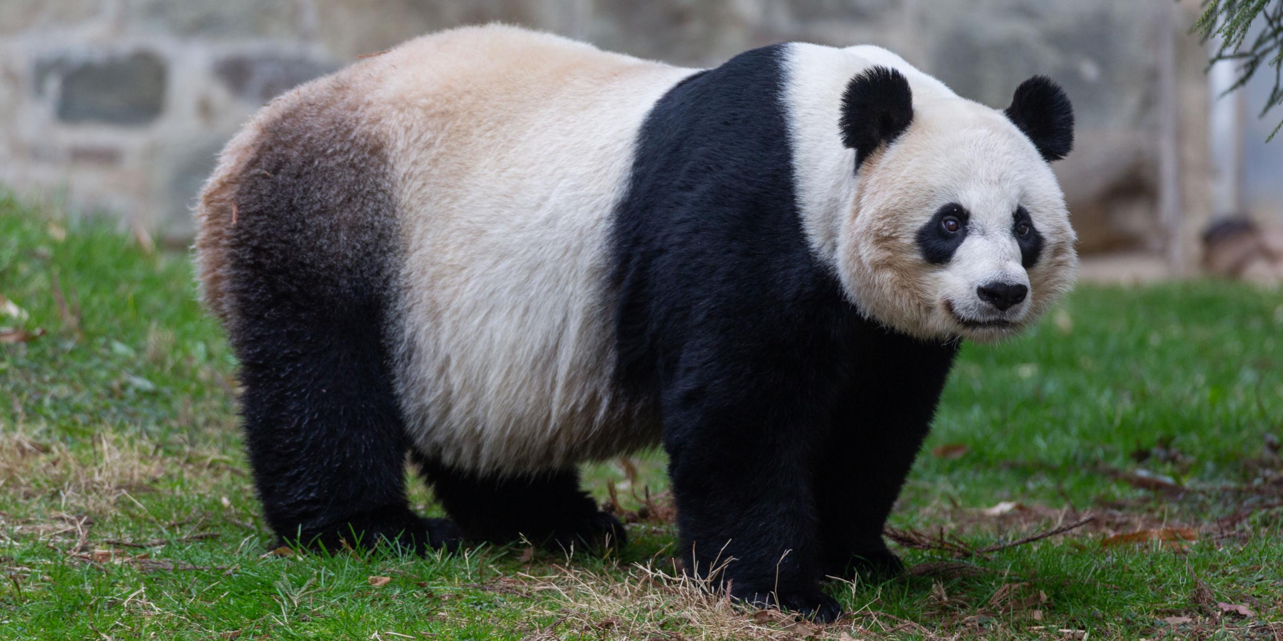 Celebrating National Panda Day Smithsonian's National Zoo and