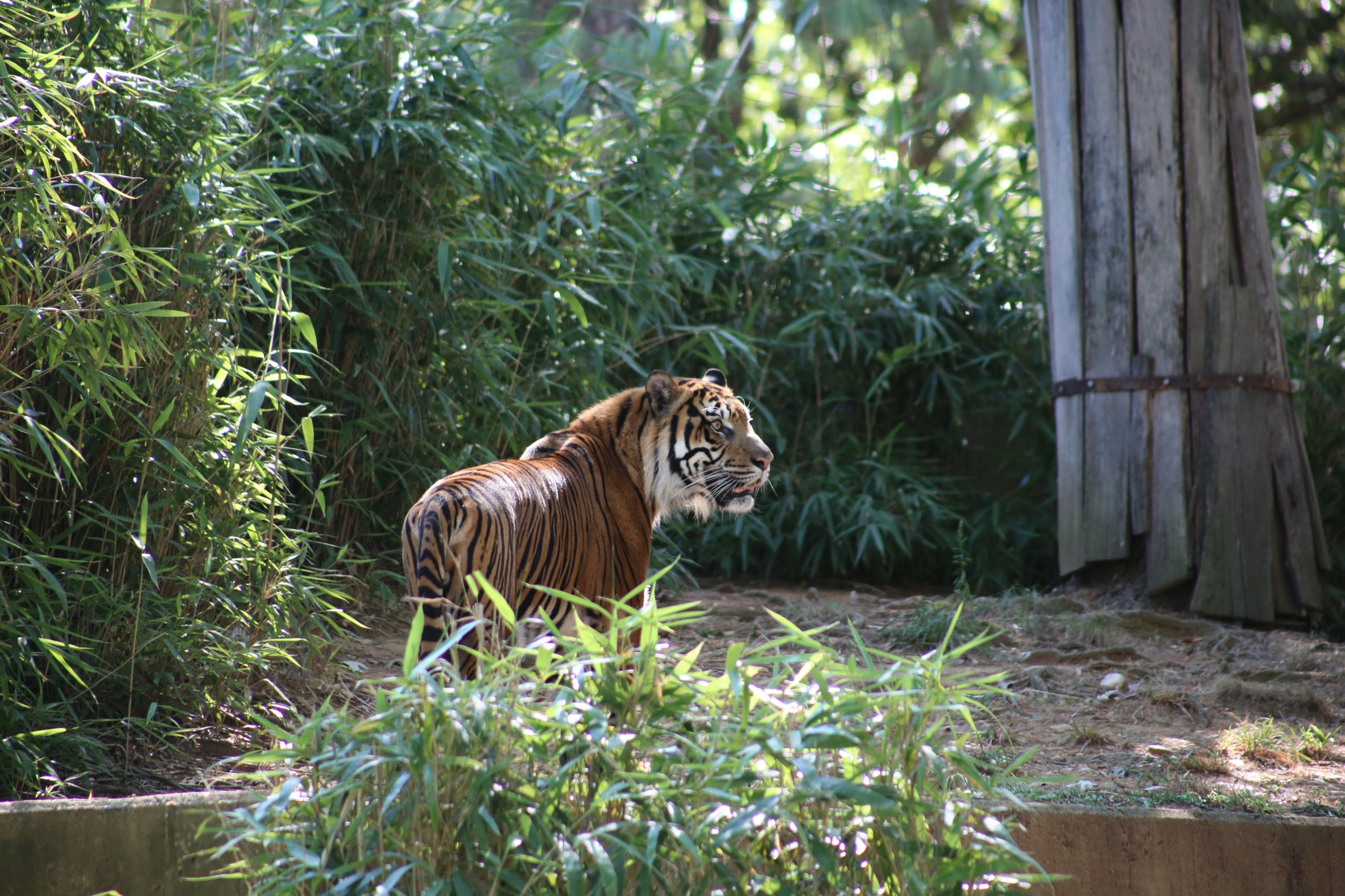 Sumatran Tiger Keeper Update | Smithsonian's National Zoo and ...