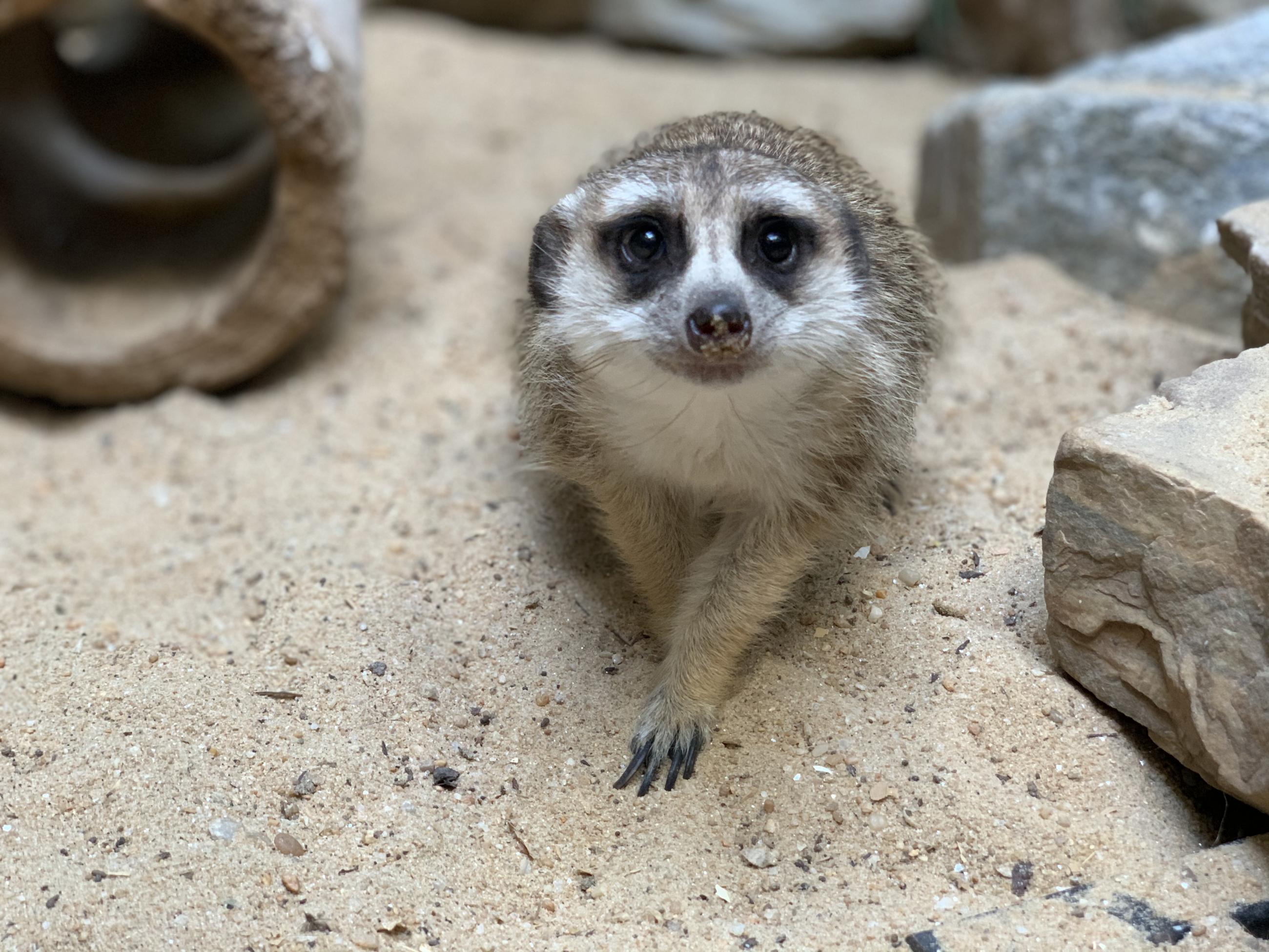 Meerkat Dies at Smithsonian's National Zoo | Smithsonian's National Zoo ...