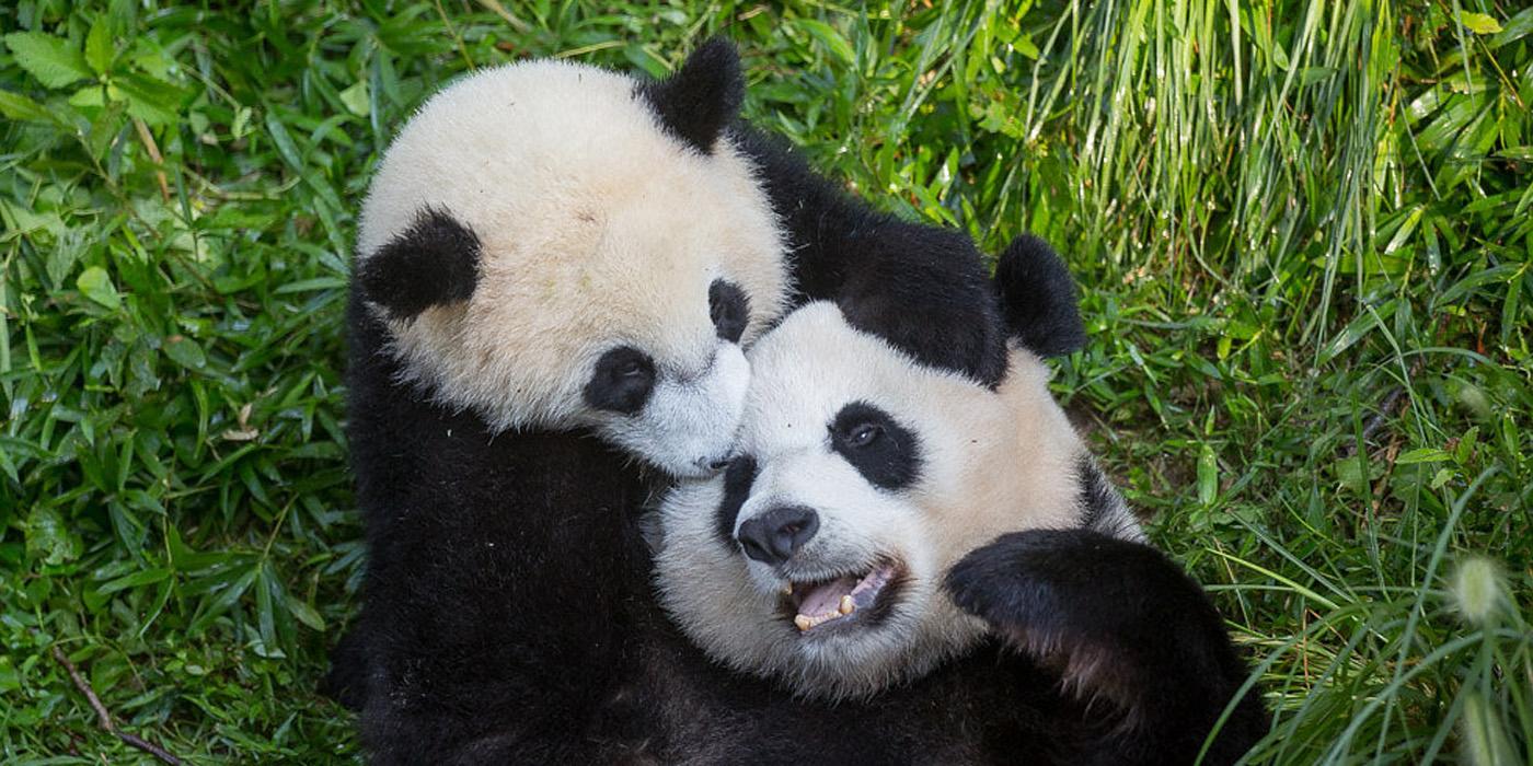 Giant Panda Status Upgraded from 