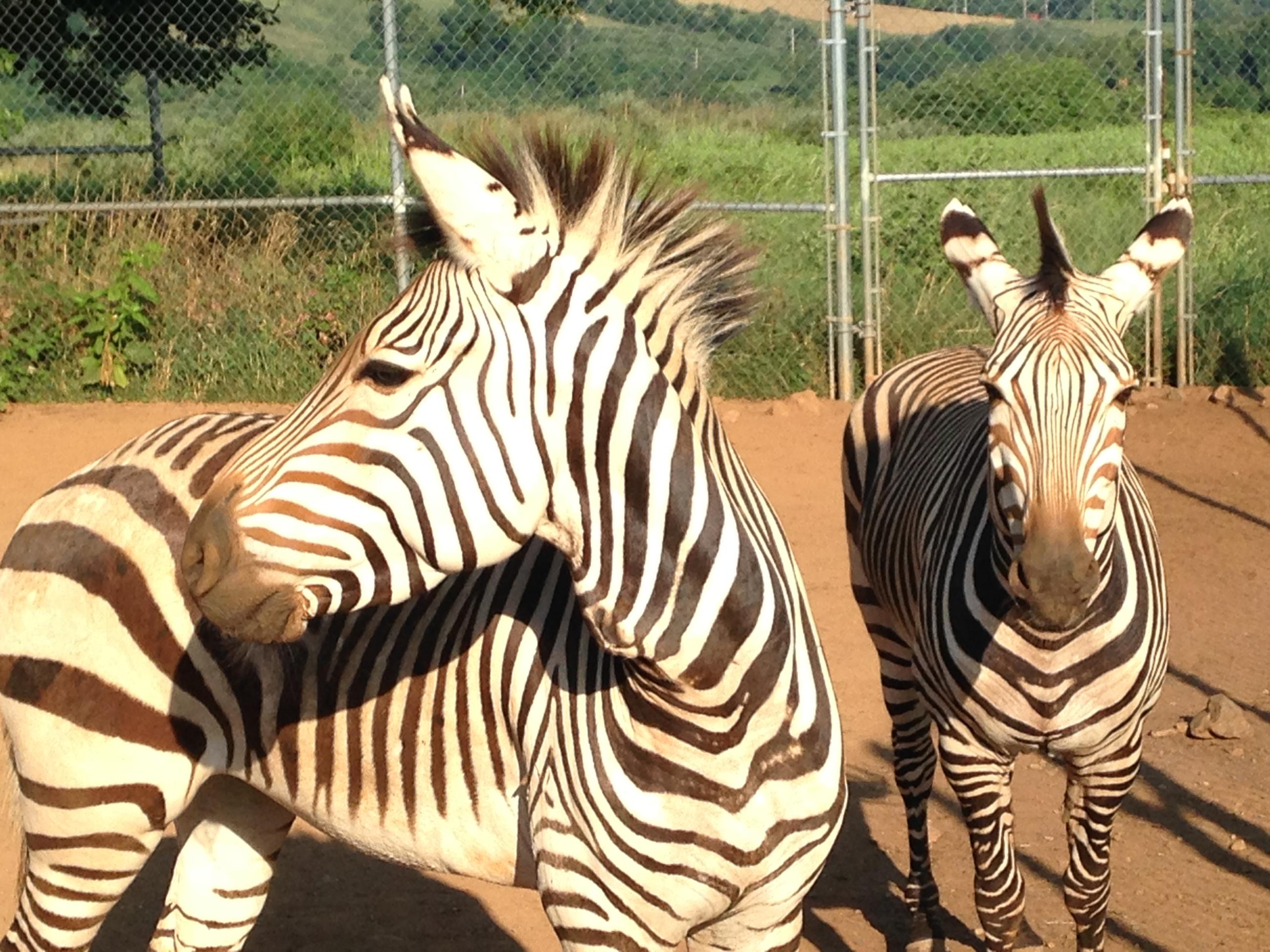 Like Father, Like Son: A Hartmann's Mountain Zebra Update