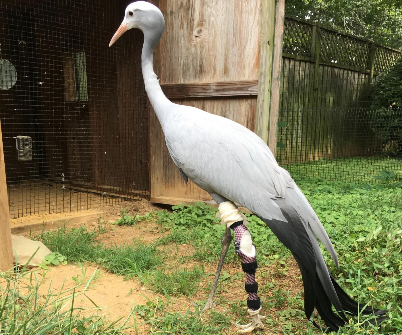 Featured Creature: Alice the Stanley Crane | Smithsonian's National Zoo ...