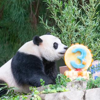 Giant Panda Xiao Qi Ji Celebrates Third Birthday | Smithsonian's ...