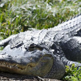 How Long Can An Alligator Hold Its Breath? And Other Questions ...