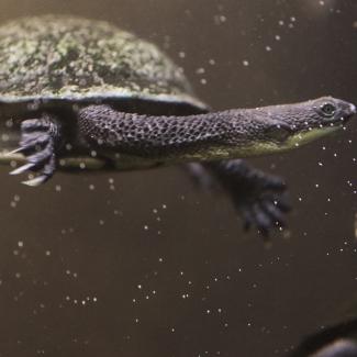 These Teeny, Tiny Turtle Hatchlings Fit in the Palm of Your Hand ...