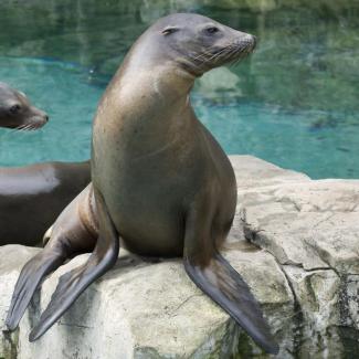 Dare to Compare: What’s the Difference Between Sea Lions and Seals ...