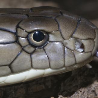 Do Snakes Have Ears? And Other Sensational Serpent Questions ...