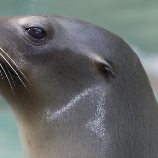 Dare to Compare: What’s the Difference Between Sea Lions and Seals ...