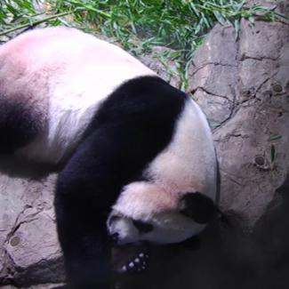 How Artificial Insemination Helps Boost Panda Populations | Smithsonian ...