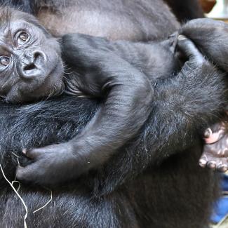 #GorillaStory: Just Like Mom | Smithsonian's National Zoo and ...