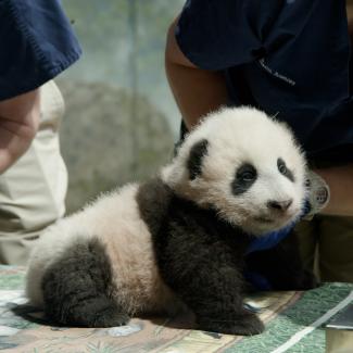 His Name Is Xiao Qi Ji | Smithsonian's National Zoo and Conservation ...