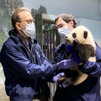 #PandaStory: Xiao Qi Ji Is On The Move | Smithsonian's National Zoo and ...