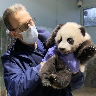 #PandaStory: Xiao Qi Ji Is On The Move | Smithsonian's National Zoo and ...