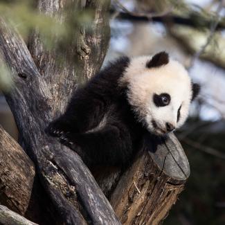 #PandaStory: Adventure Awaits! | Smithsonian's National Zoo and ...