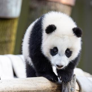 #PandaStory: Exploring New Sites | Smithsonian's National Zoo and ...