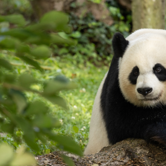 The Official Giant Panda Fan Quiz | Smithsonian's National Zoo and ...