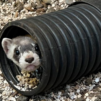 Black-footed Ferret Kit Update: Vaxxed And Ready To Roll | Smithsonian ...