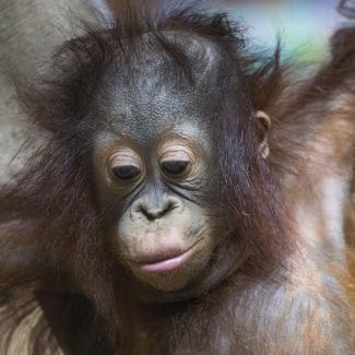 Are Orangutans Monkeys? And Other Orangutan Facts | Smithsonian's ...