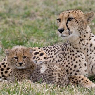 Why Do Cheetahs Have Spots? And Other Cheetah Facts | Smithsonian's ...