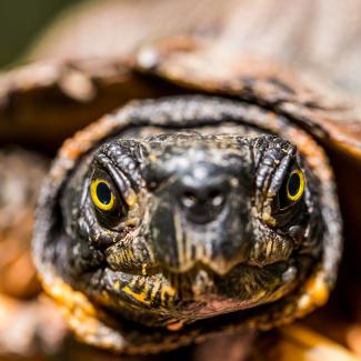 Does Slow and Steady Win the Race? | Smithsonian's National Zoo and ...