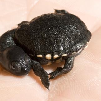 These Teeny, Tiny Turtle Hatchlings Fit in the Palm of Your Hand ...