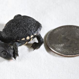 These Teeny, Tiny Turtle Hatchlings Fit in the Palm of Your Hand ...