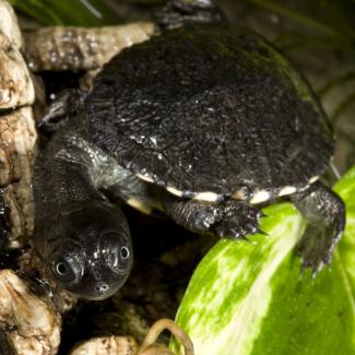 These Teeny, Tiny Turtle Hatchlings Fit in the Palm of Your Hand ...