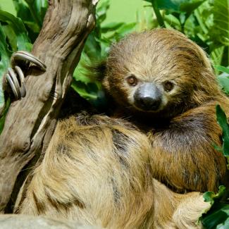 Why are Sloths So Slow? And Other Sloth Facts | Smithsonian's National ...