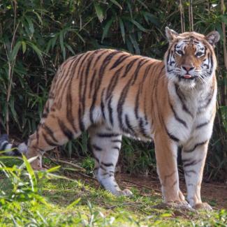 New at the Zoo: Amur Tiger Nikita | Smithsonian's National Zoo and ...