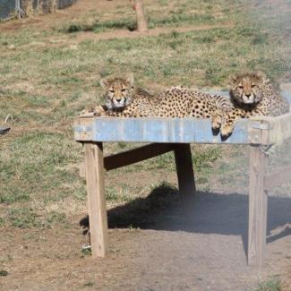 Cheetah Cubdate #19: Happy First Birthday! | Smithsonian's National Zoo ...