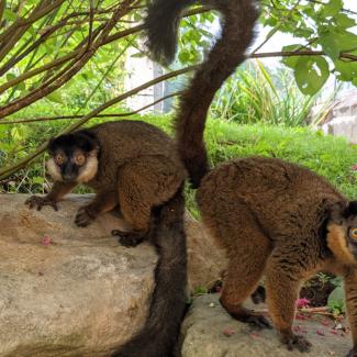 Meet Bentley and Beemer, Our Collared Lemur Brothers | Smithsonian's ...