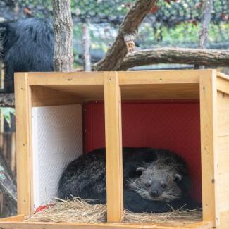 Meet Our “Buttery” Binturongs And Cool Pallas’s Cats | Smithsonian's ...