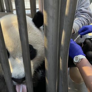 The Science Behind Giant Panda Veterinary Care | Smithsonian's National ...