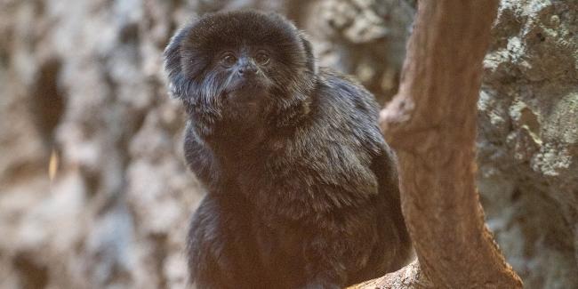 Even Monkeys Should Eat Their Vegetables! | Smithsonian's National Zoo