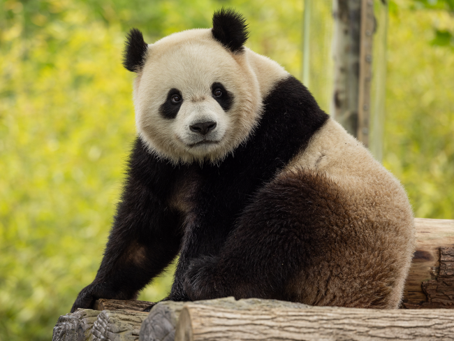 The Pandas Are Coming | Smithsonian's National Zoo and Conservation ...