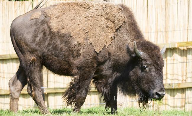 It's Bison, Not Buffalo. And Other American Bison Facts | Smithsonian's ...