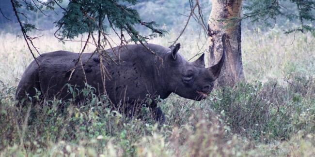 How to Save Black Rhinos | Smithsonian's National Zoo and Conservation ...