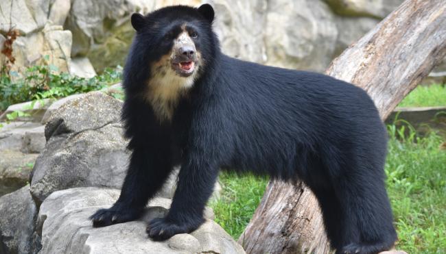 New at the Zoo: Andean Bear Beorn | Smithsonian's National Zoo and ...