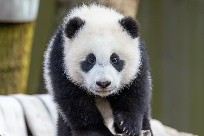 #PandaStory: Exploring New Sites | Smithsonian's National Zoo and ...